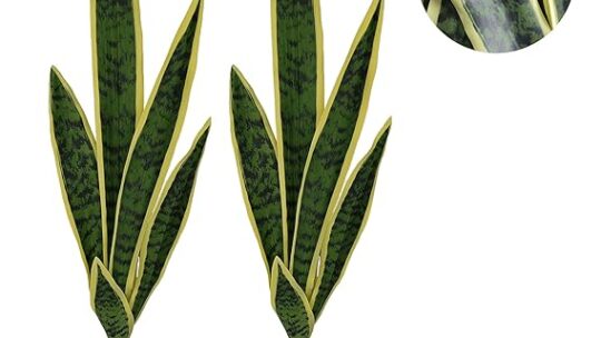 Espada de Ogum: Proteção Espiritual e a Força da Natureza